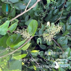 Phanera championii, photograph 謝麗霦, CC BY, iNaturalist via GBIF