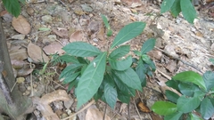 Psychotria asiatica