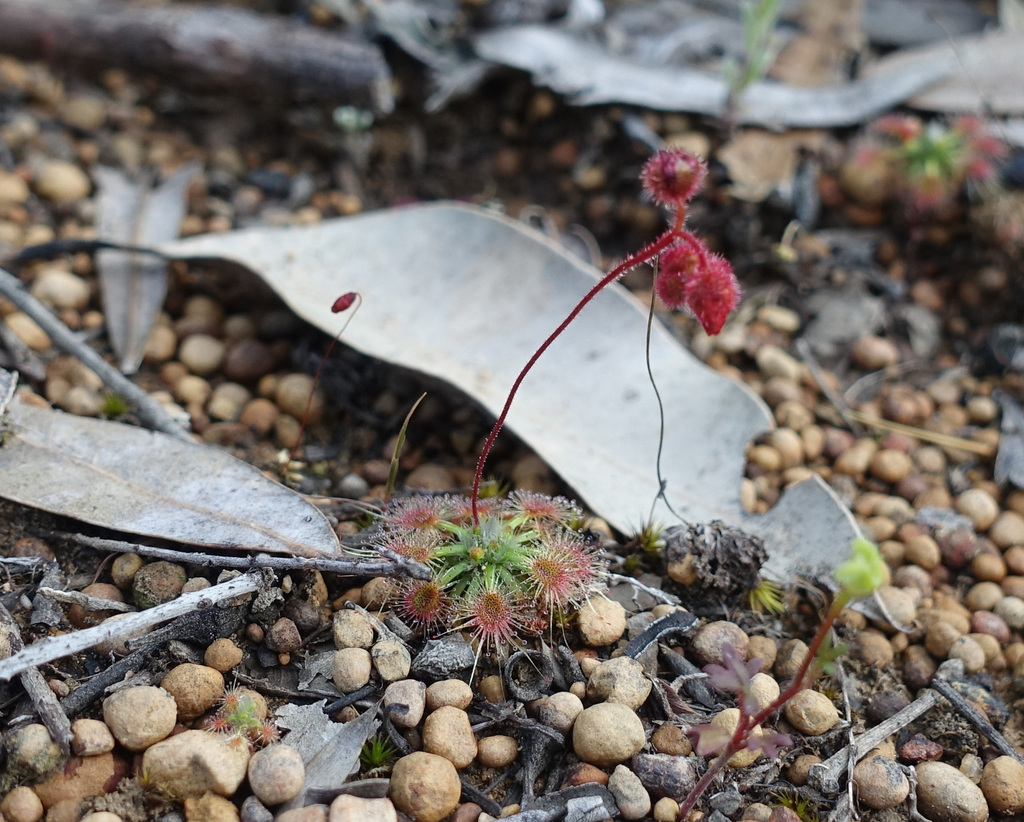 Drosera sewelliae, Western Australia, AU
