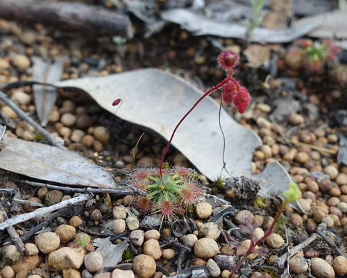 Drosera sewelliae