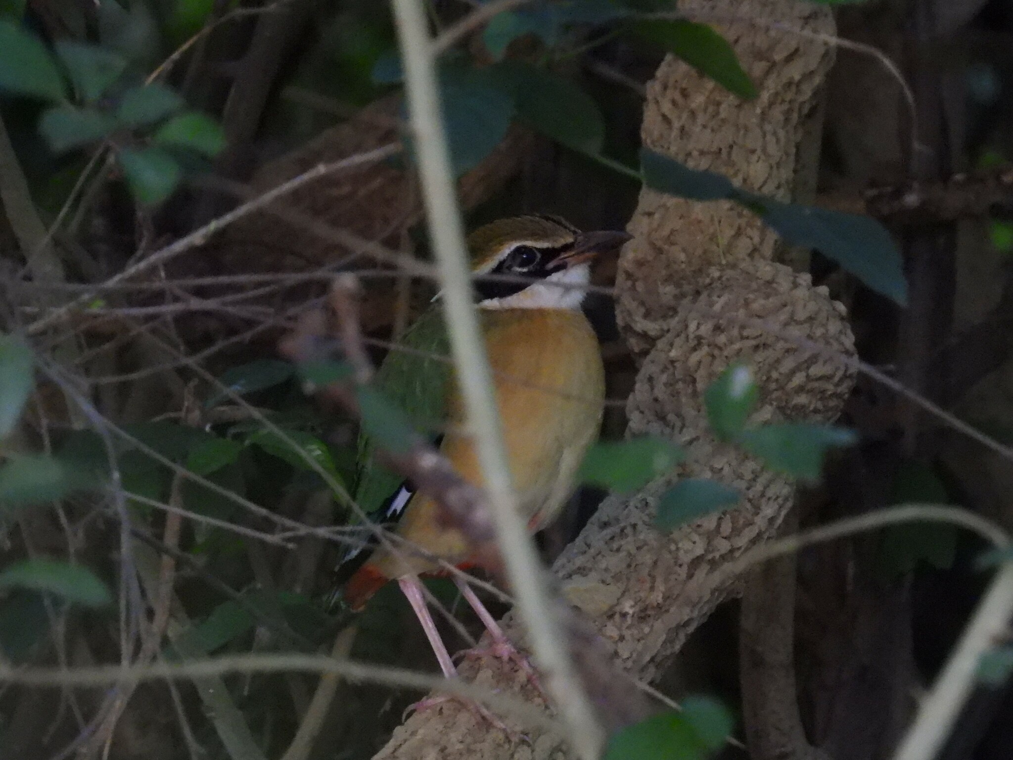 Indian Pitta