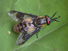 Chrysops viduatus