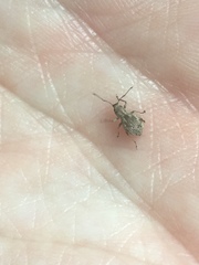 Cyphicerini