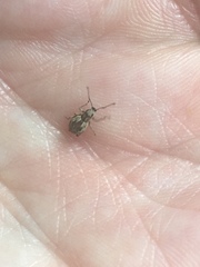Cyphicerini