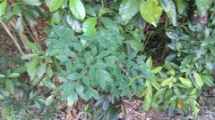 Wikstroemia nutans