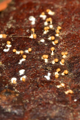 Physarum melleum