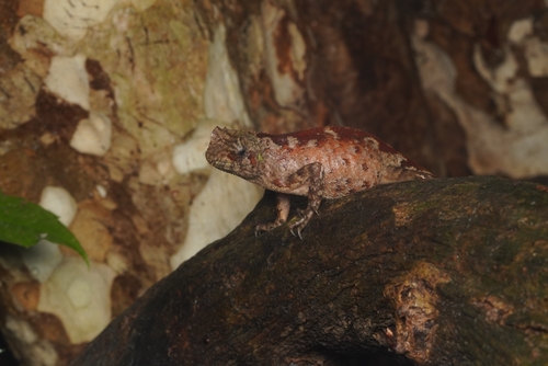 Crowned Pricklenape, Acanthosaura coronata