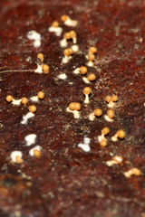 Physarum melleum