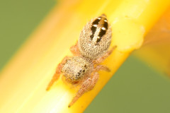 Phidippus texanus