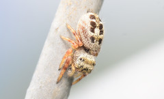 Phidippus princeps