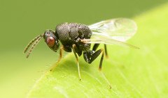 Eurytominae