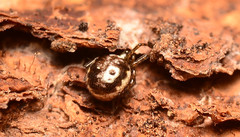 Hypsosinga rubens