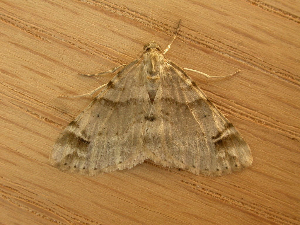 Syneora hemeropa