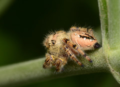 Phidippus clarus