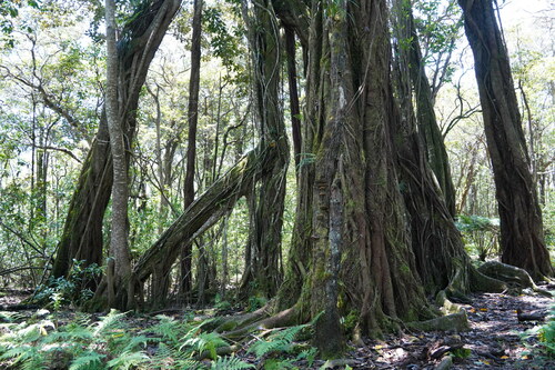 Ficus macrophylla observed 2024-06-05