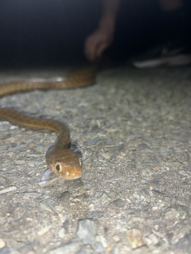 Brown Tree Snake sighting