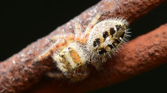 Phidippus princeps