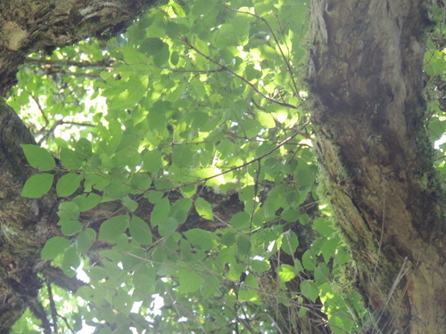 Image of Campomanesia xanthocarpa by (c) William G. Borges, some rights reserved (CC BY)