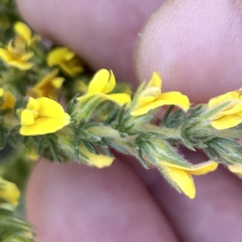 Image of Aspalathus ericifolia by (c) michaelheuermann, some rights reserved (CC BY)
