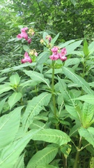 Phyllobius arborator