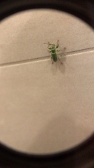 Phyllobius arborator