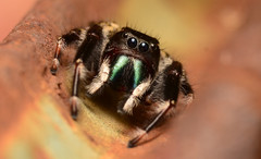Phidippus clarus