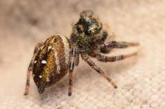 Phidippus clarus