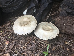 Agaricineae