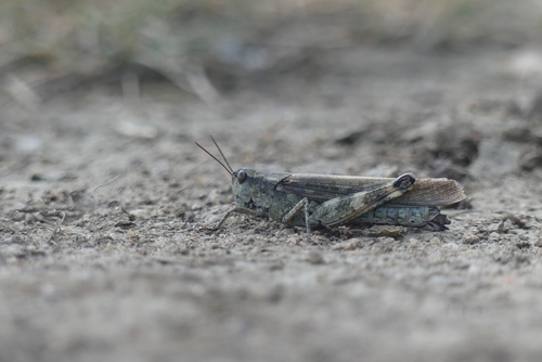 River Blue-legged Grasshopper