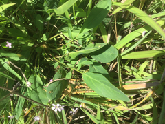 Anthyllis vulneraria