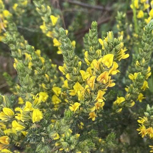 Image of Heathleaf Capegorse by (c) michaelheuermann, some rights reserved (CC BY)