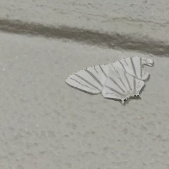 Urapteroides astheniata