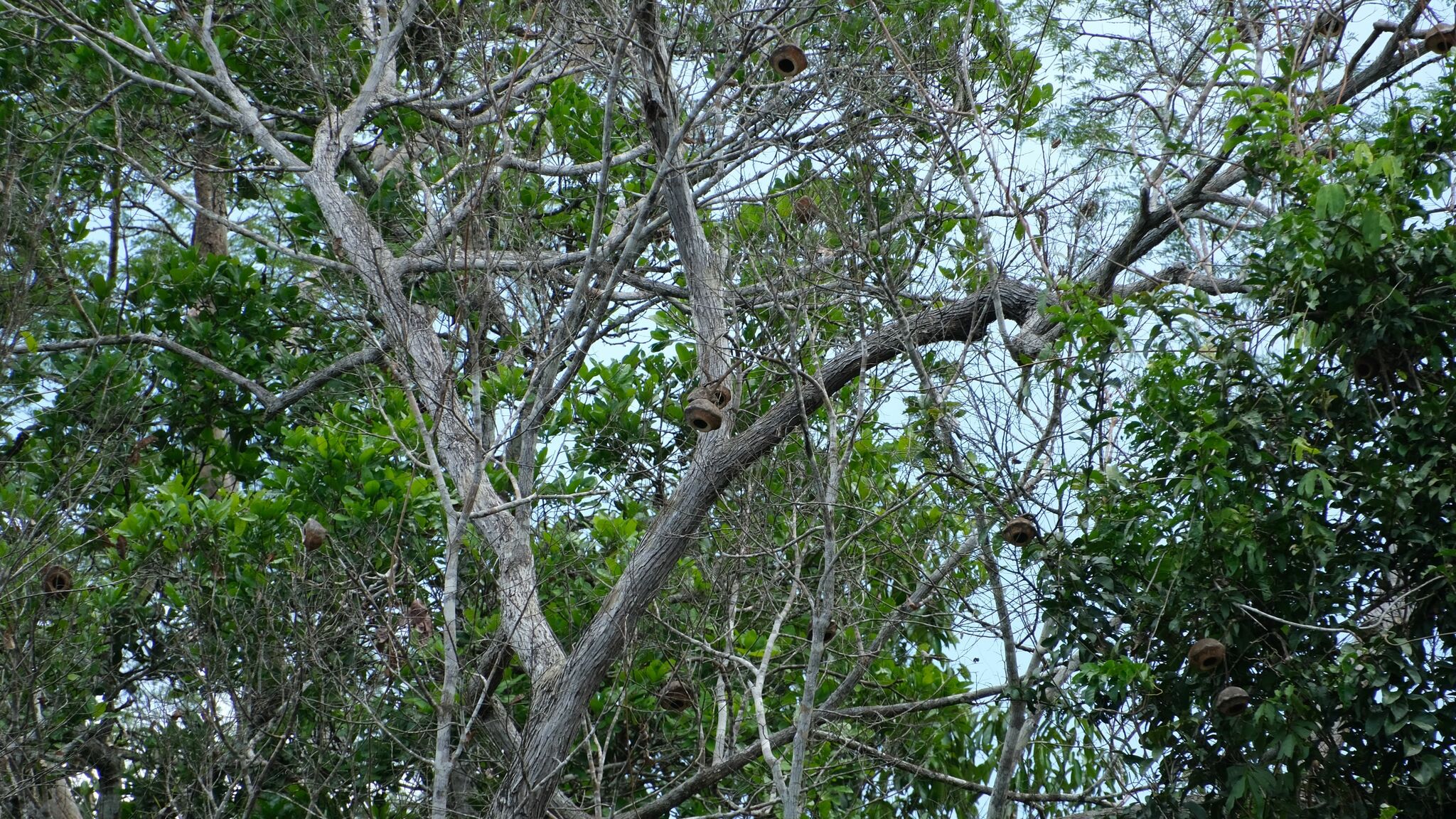Imagem de Castanha-sapucaia