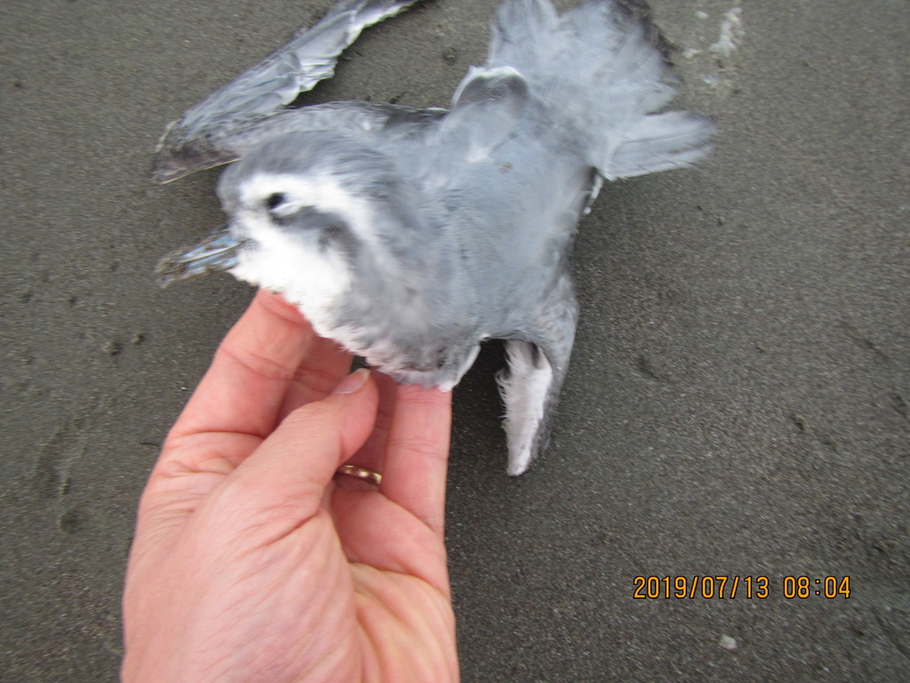 Slender-billed Prion