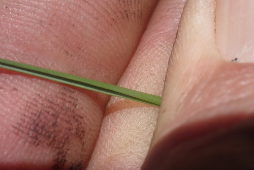 Image of Elionurus muticus by no rights reserved