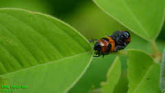 Physosmaragdina nigrifrons