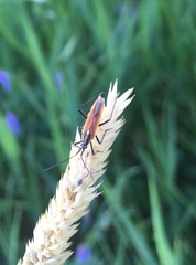 Leptopterna dolabrata