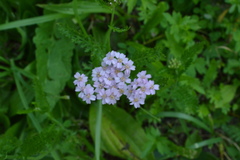Achillea roseo-alba