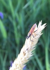 Leptopterna dolabrata