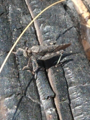 Trimerotropis verruculata