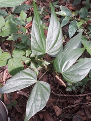 Schnella microstachya