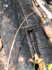 Trimerotropis verruculata