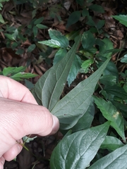 Schnella microstachya