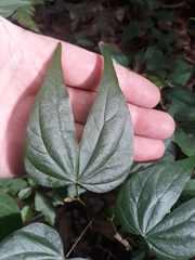 Schnella microstachya