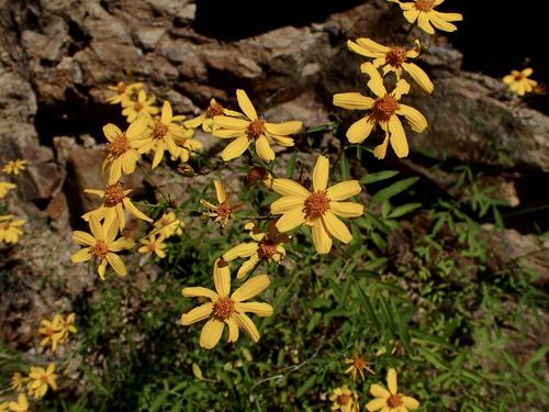 Image of Tagetes lemmonii by (c) Sue Carnahan, some rights reserved (CC BY)