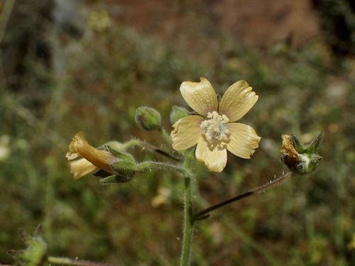 Lance-Leaf Anoda (Anoda lanceolata)