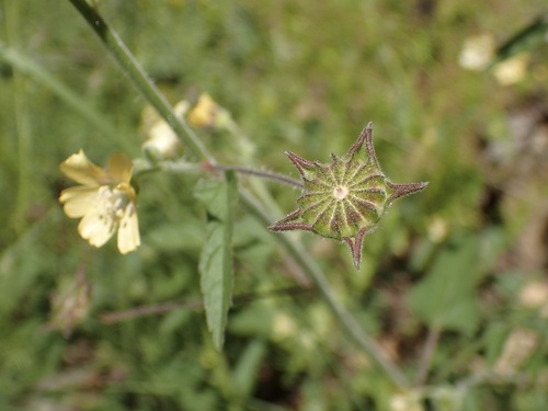 Image of Anoda lanceolata by (c) Sue Carnahan, some rights reserved (CC BY)