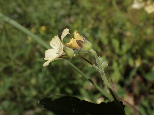Image of Anoda lanceolata by (c) Sue Carnahan, some rights reserved (CC BY)