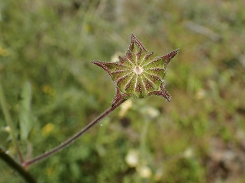 Image of Anoda lanceolata by (c) Sue Carnahan, some rights reserved (CC BY)