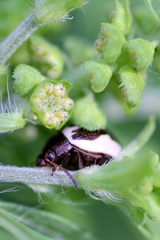 Zygogramma suturalis